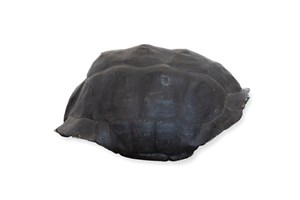 Image description is not available for 1989.2.3